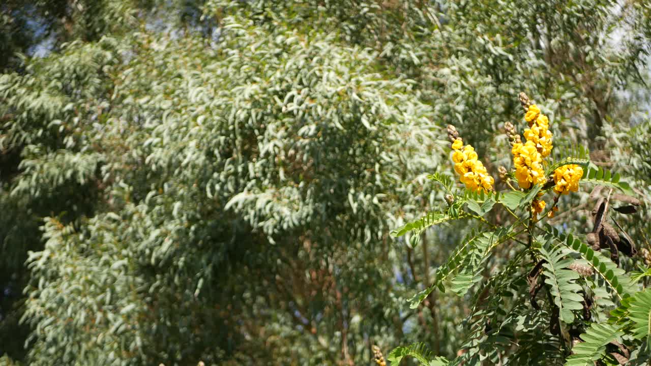 非洲番泻子花开花，园艺在加利福尼亚，美国。自然植物近距离背景。黄色的花朵在春天的早晨花园，新鲜的春天植物在柔软的焦点。烛台多汁的植物。视频素材