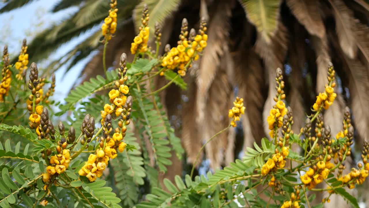 非洲番泻子花开花，园艺在加利福尼亚，美国。自然植物近距离背景。黄色的花朵在春天的早晨花园，新鲜的春天植物在柔软的焦点。烛台多汁的植物。视频素材