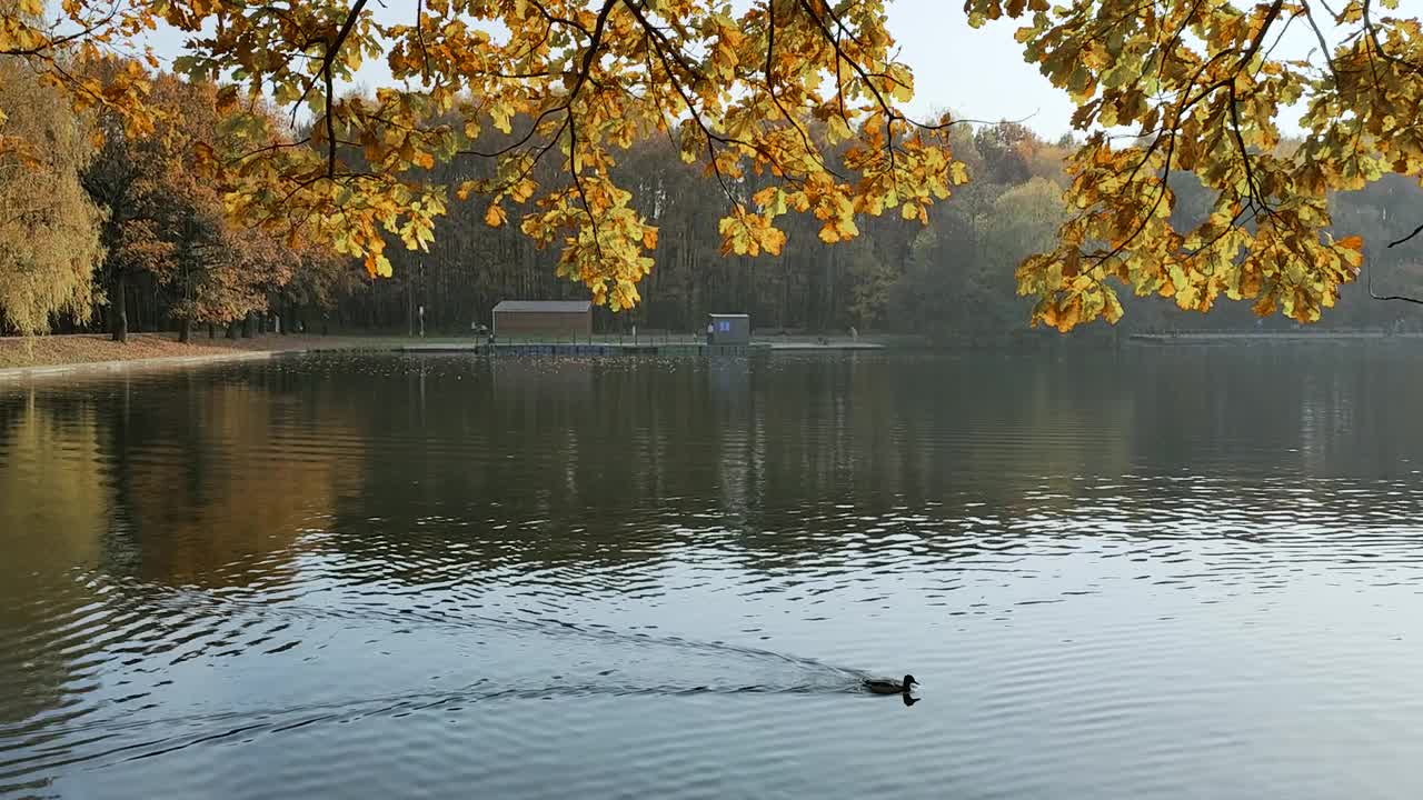 莫斯科城市公园里一只鸭子在池塘里游泳的秋天景观视频素材