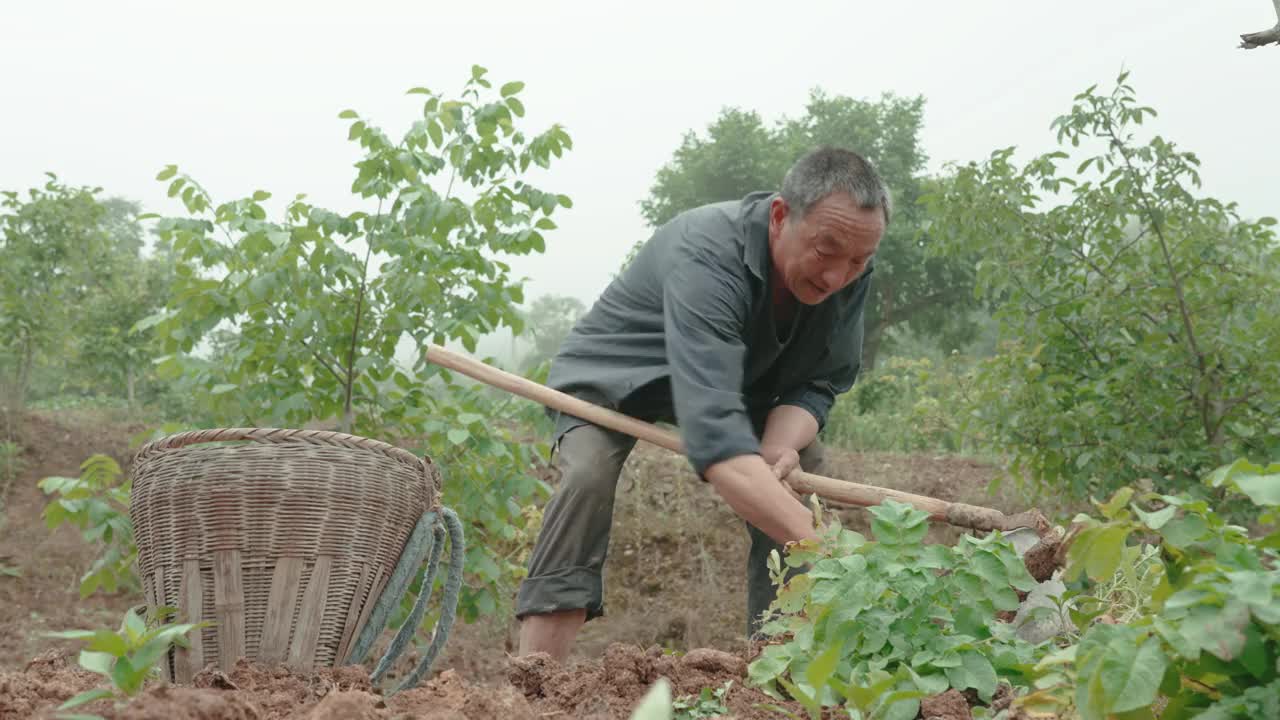 农民们正在收割土豆。视频素材