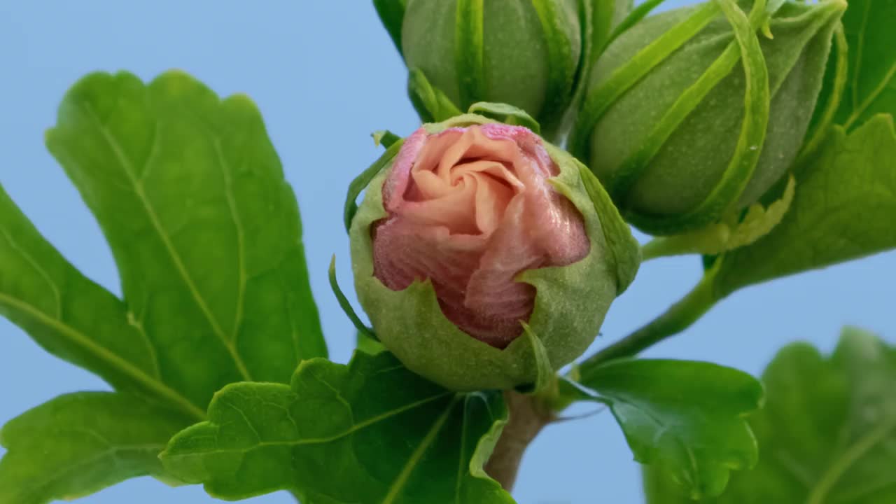 宏观时间推移，盛开的芙蓉花蓝色背景特写视频素材