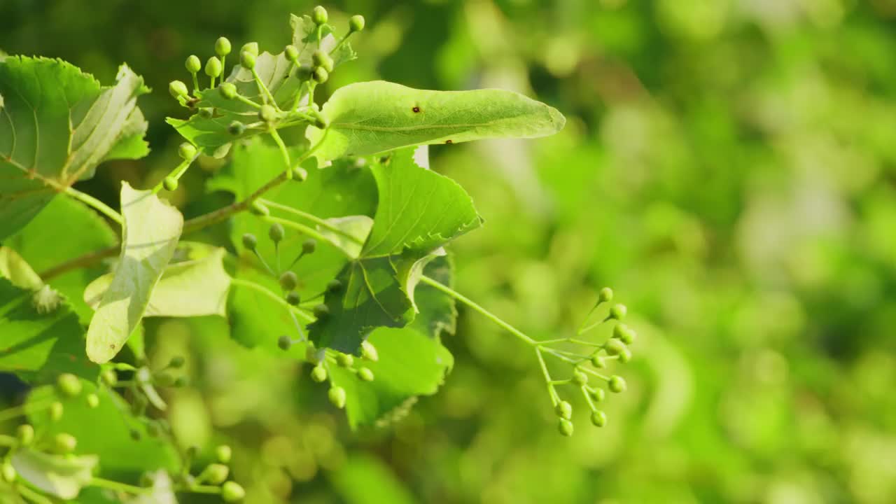 树上新鲜的菩提树花的特写视频素材