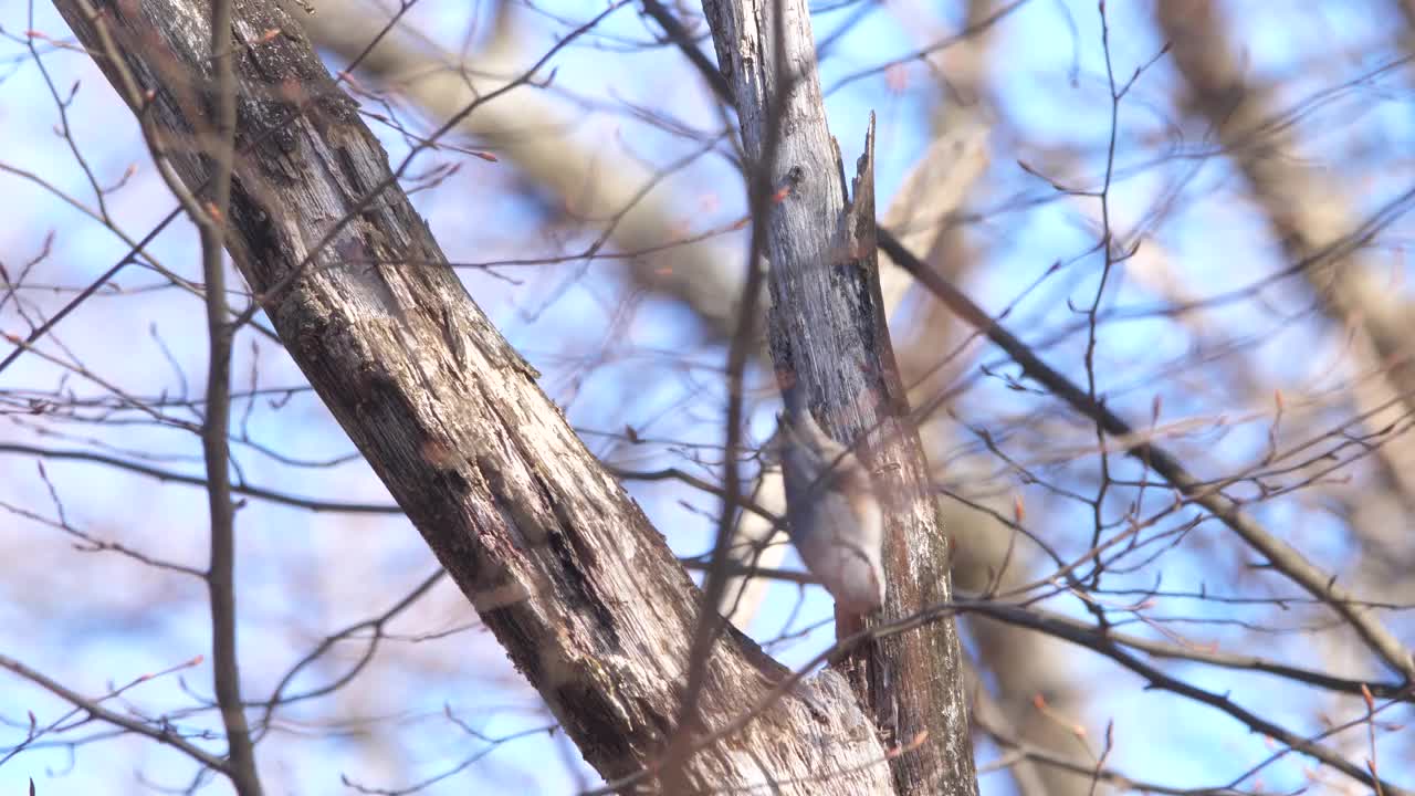 白俄罗斯林地的坚果木(欧洲坚果木)视频素材