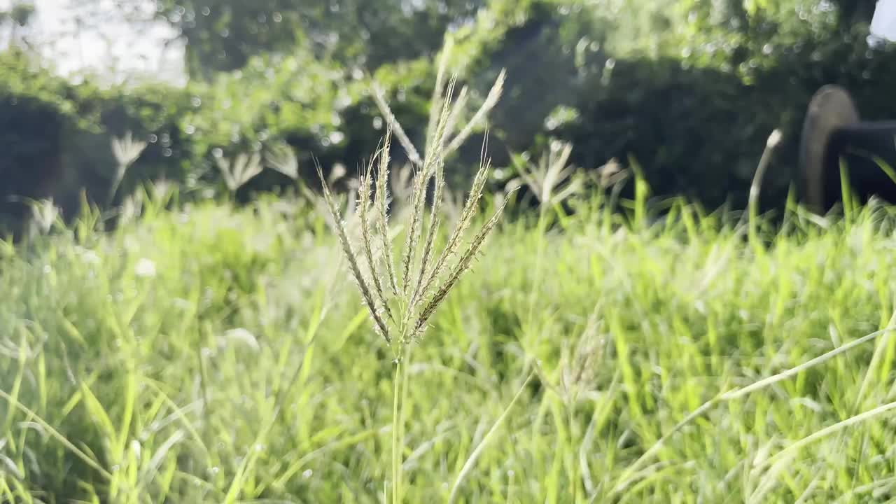 草上的花。视频素材