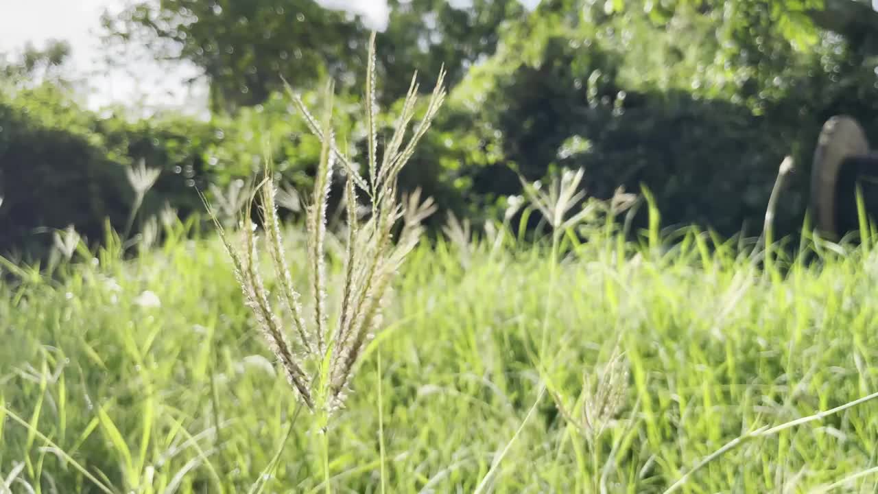 摇曳的花草。视频下载