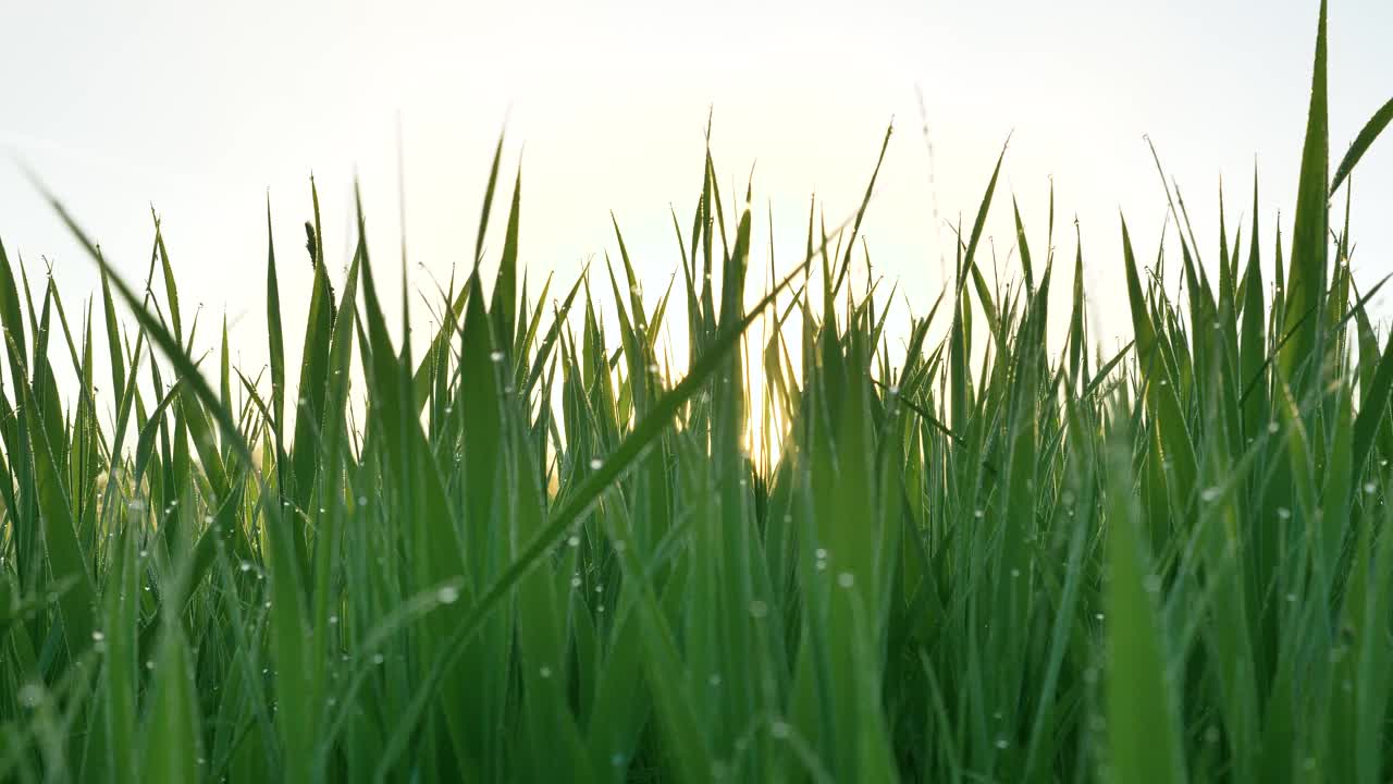 夏天早晨，绿草的茎挡住了阳光视频素材