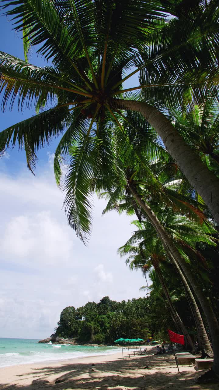 垂直的画面。普吉岛泰国著名旅游胜地安达曼度假暑假概念。海滩上的椰子树。椰子树上有美丽的热带海滨风光视频素材