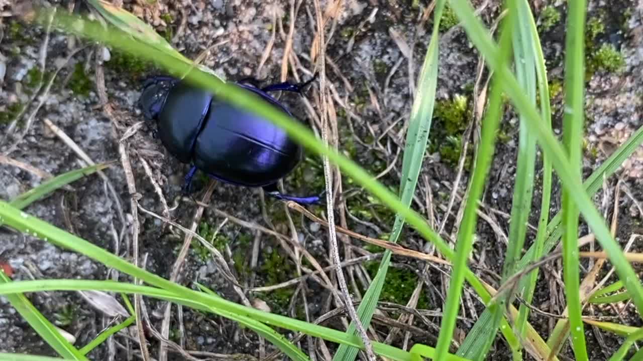 奔跑的黑甲虫视频下载