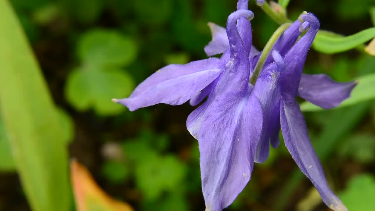 紫花沉香和绿色园林背景视频素材