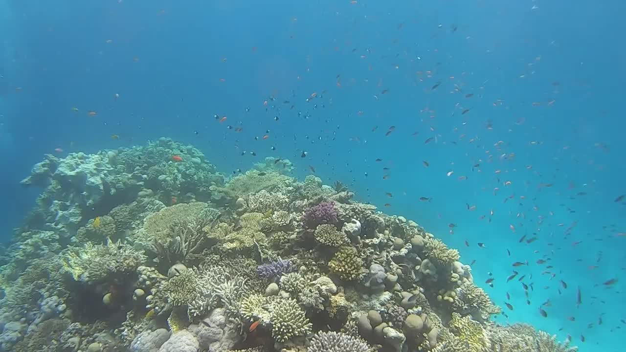 水下阳光下。深海视频素材