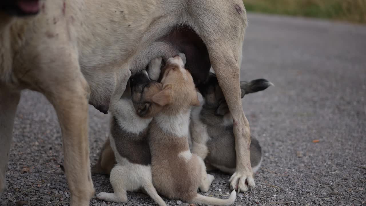 用牛奶喂养幼犬的流浪狗妈妈。视频素材