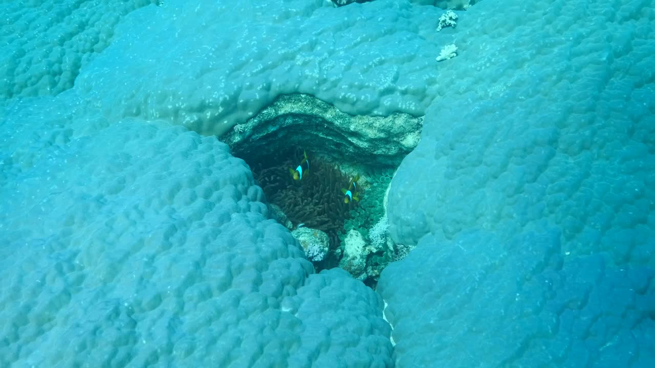 小丑鱼在海葵上游泳，在硬珊瑚的裂缝(黄斑珊瑚)。红海海葵鱼或三带海葵鱼(双齿海葵)。摄像机向前移动，慢动作视频素材