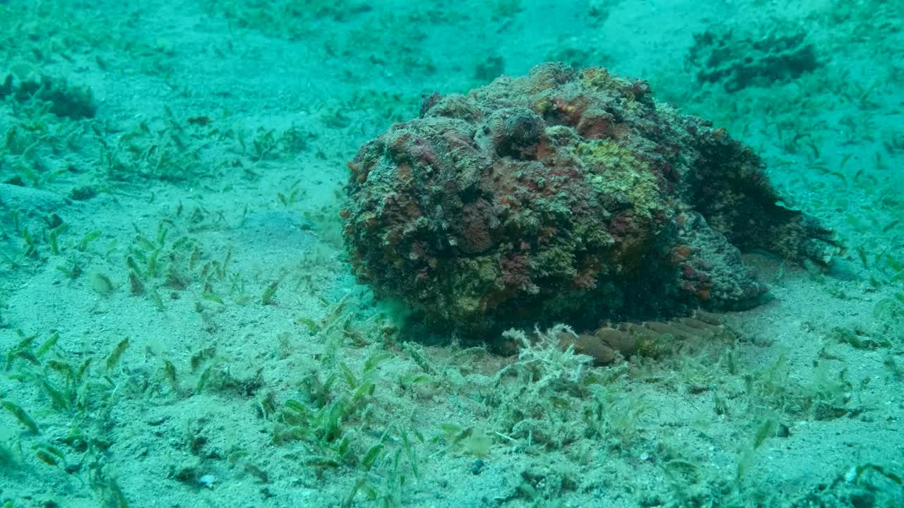 石头鱼的特写镜头躺在布满绿色海草的沙质海底。礁石鱼，慢动作视频素材