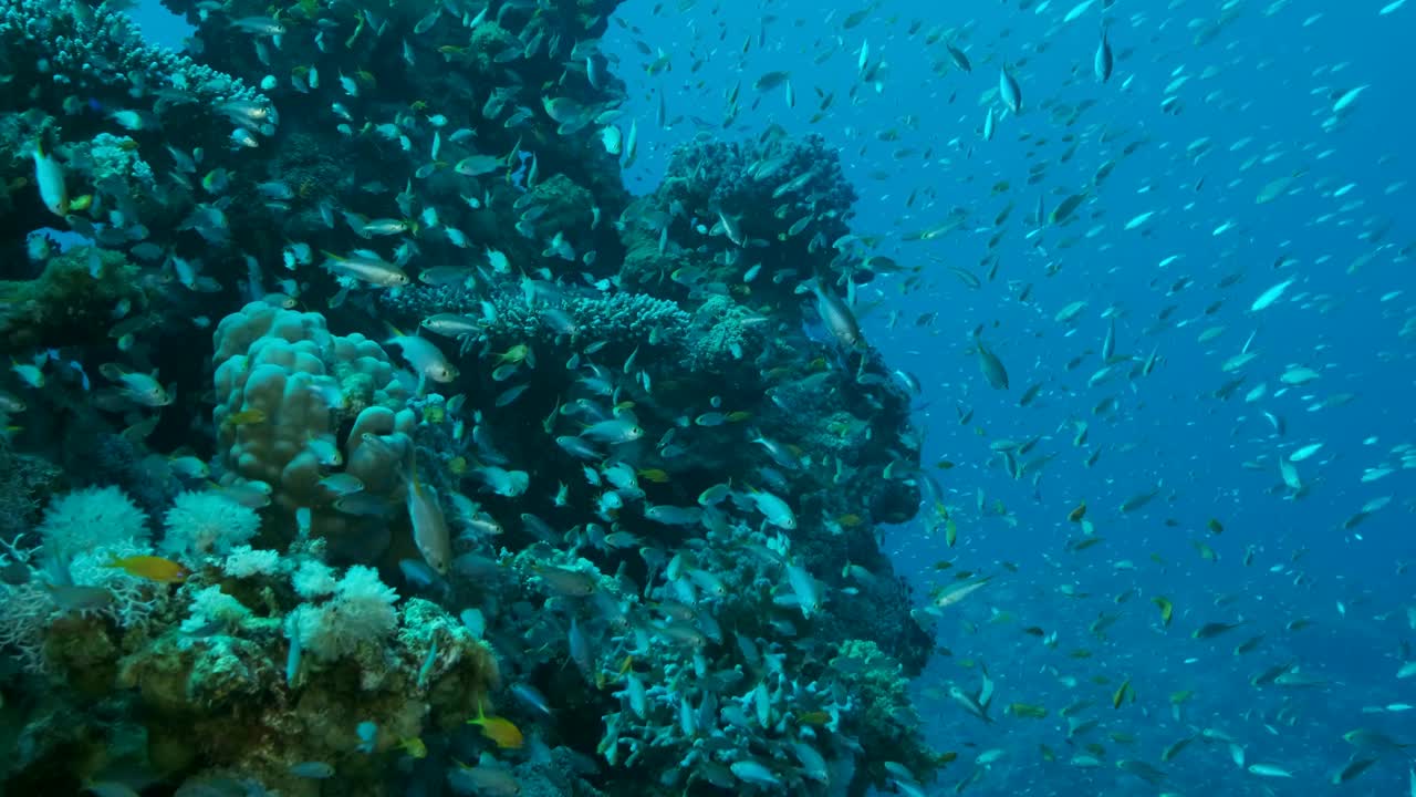 一大群米里热带鱼(新opomacentrus miryae)在珊瑚礁附近游泳。慢动作视频素材