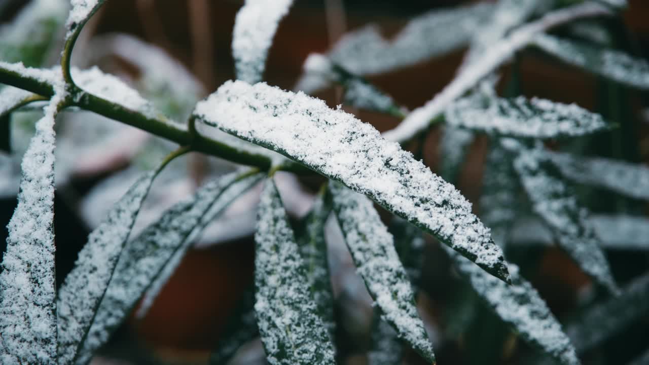 冬天，雪花落在植物的叶子上视频素材