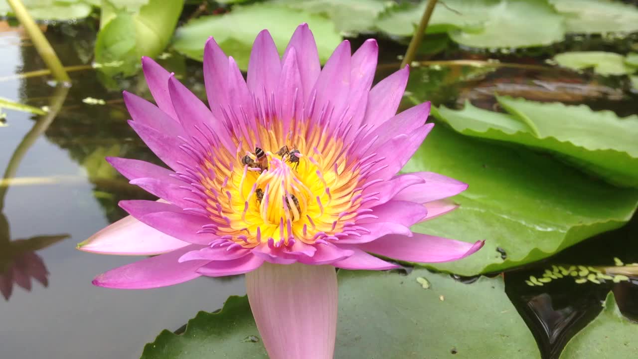 一群寻找莲花花粉的蜜蜂。对环境和生态的可持续性很重要。视频素材