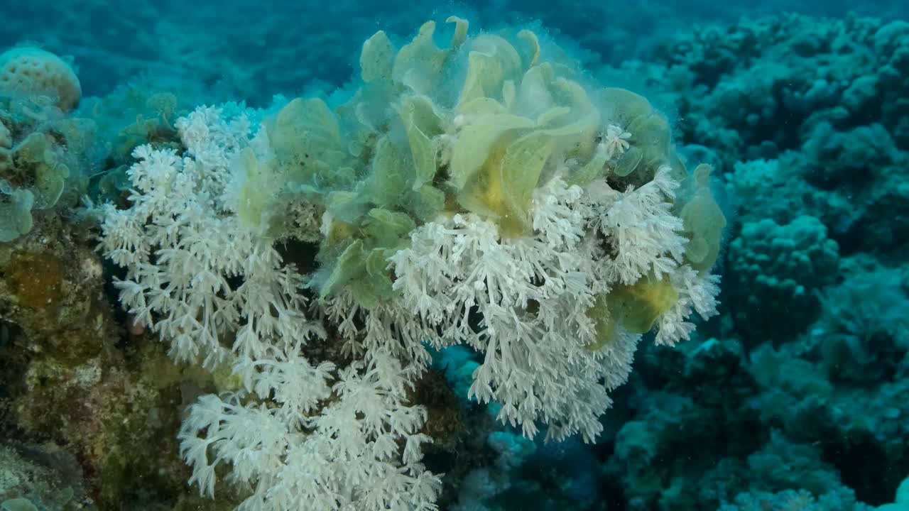 褐藻孔雀尾(Padina pavonica)入侵领地白脉软珊瑚(Heteroxenia fuscesens)。这是海水富营养化(海水中有机物增加)的结果。视频素材