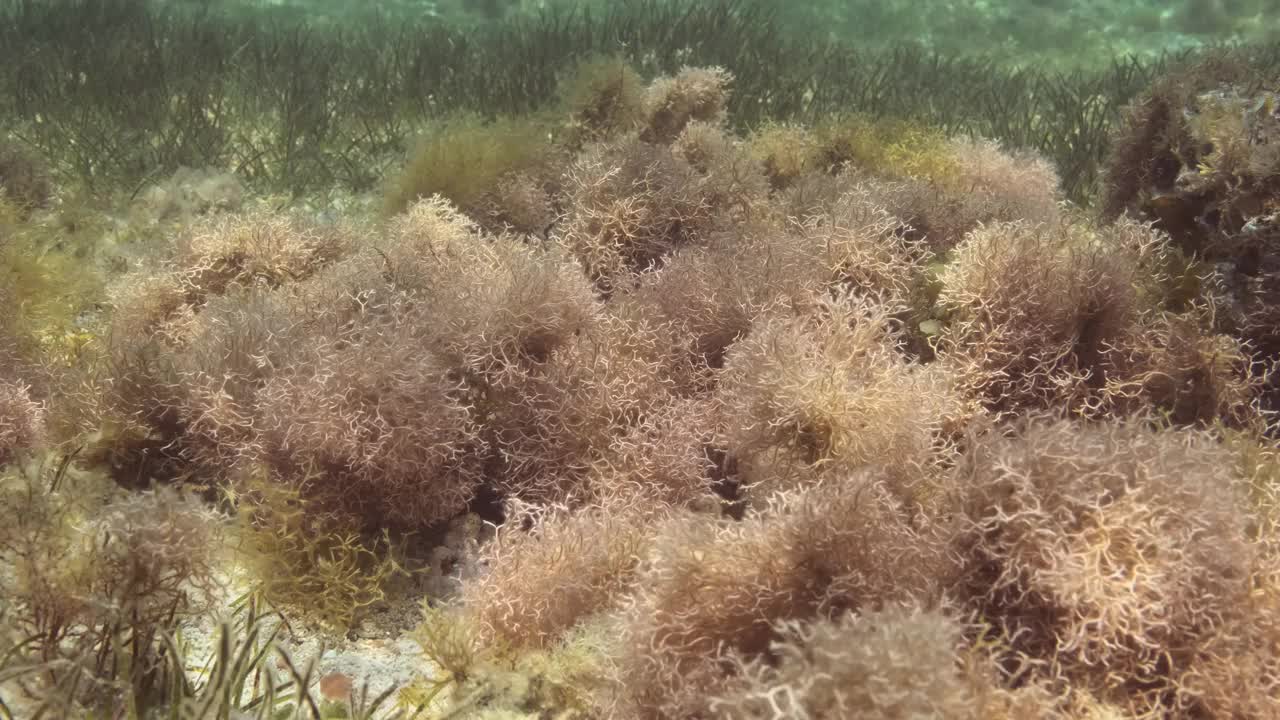 在阳光的照射下，浅水中密密麻麻的红藻、褐藻和绿色海草。水下景观视频素材