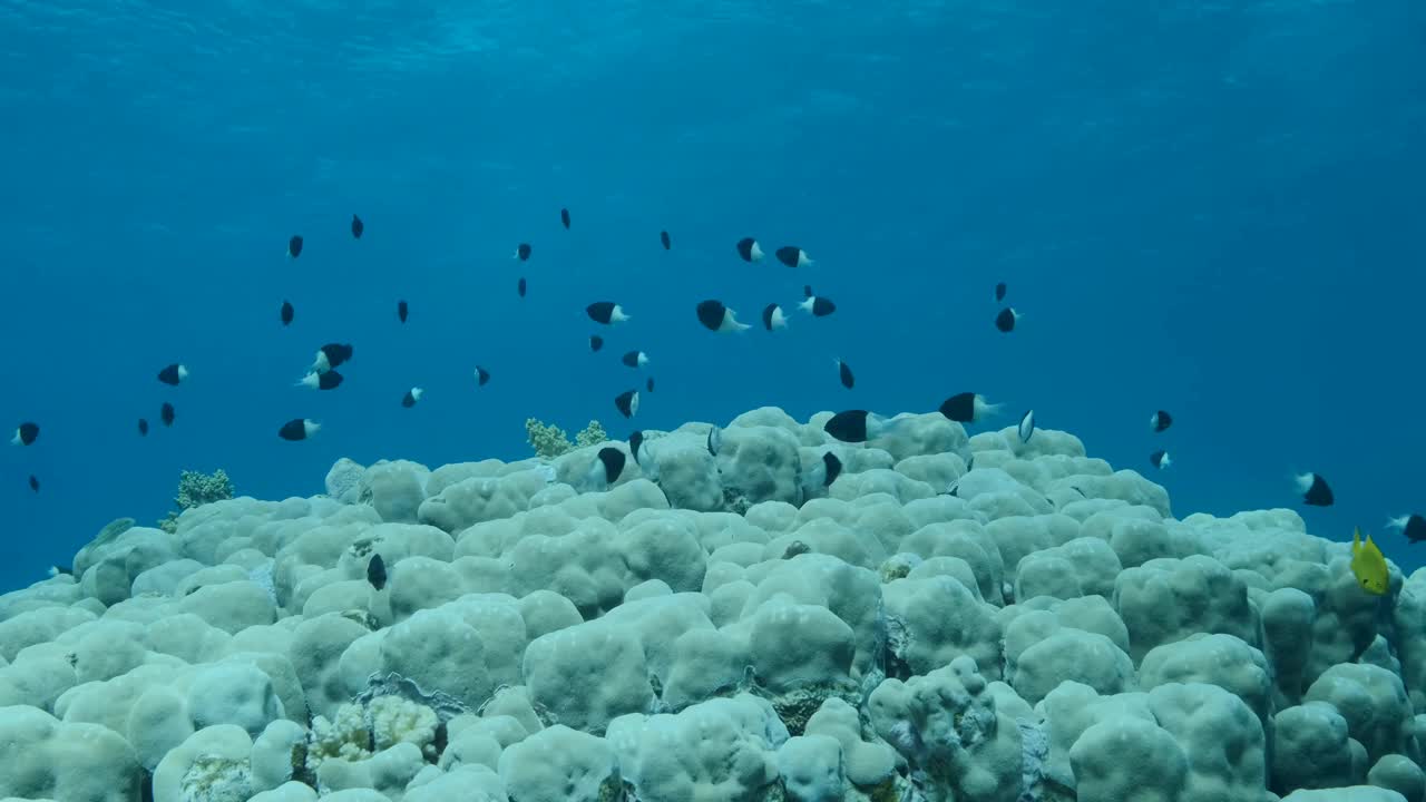 一群黑色和白色的铬在蓝色的海水背景上的珊瑚礁上游泳。对半色，巧克力色或双色热带鱼(Chromis dimidiata)慢动作视频素材