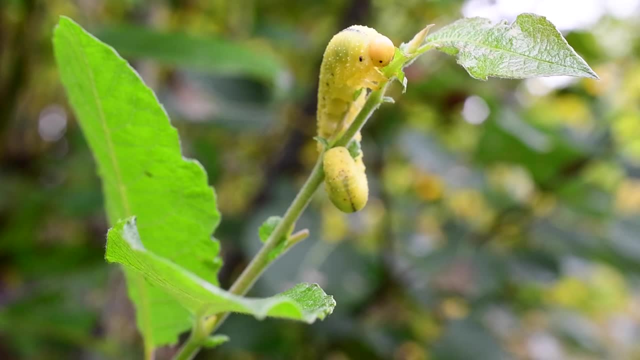 榆树叶蜂幼虫视频下载