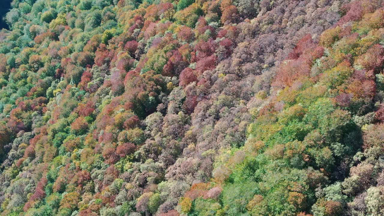 在阳光明媚的秋天森林里，乡村道路的4K镜头鸟瞰图视频素材