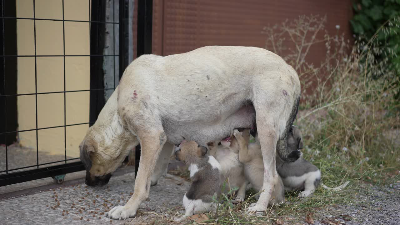 用牛奶喂养幼犬的流浪狗妈妈。视频素材