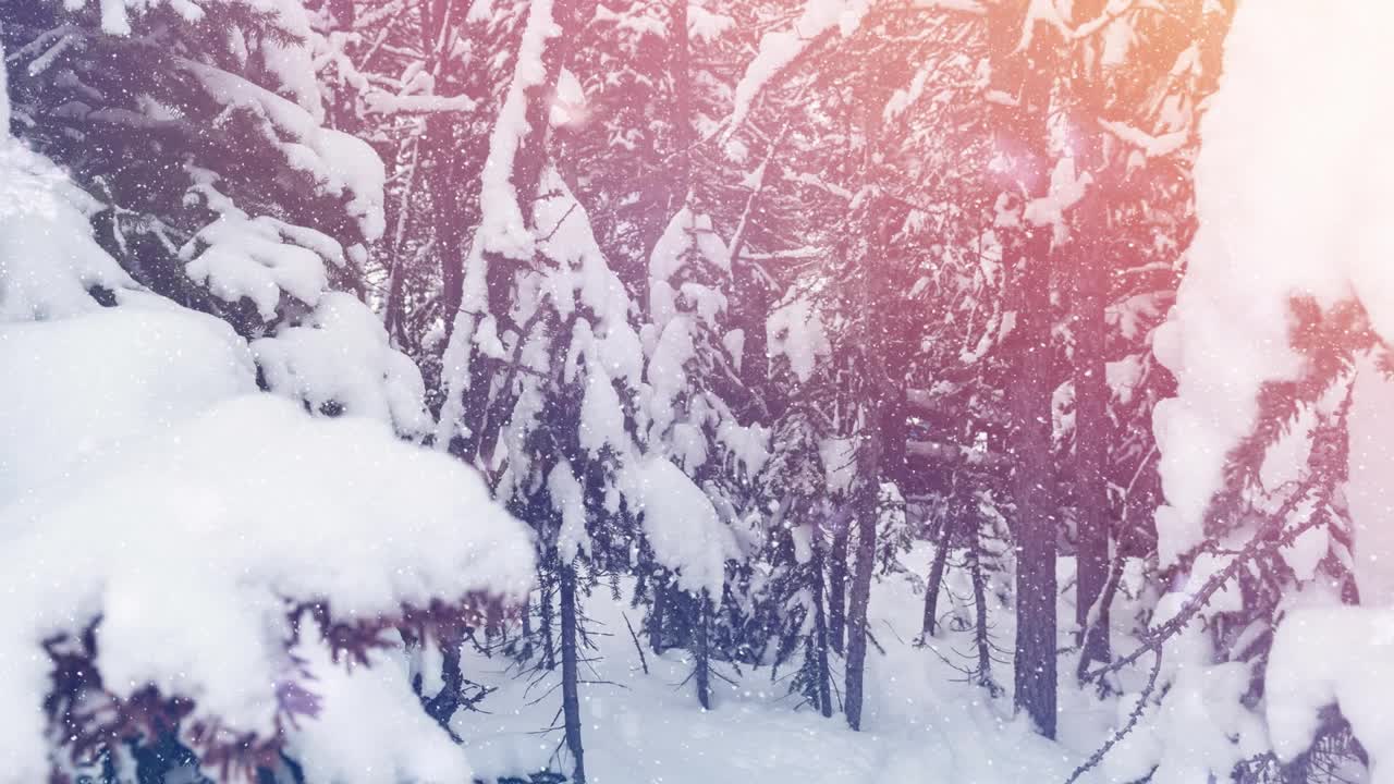 动画的发光点在下雪和冬季景观与冷杉树视频素材