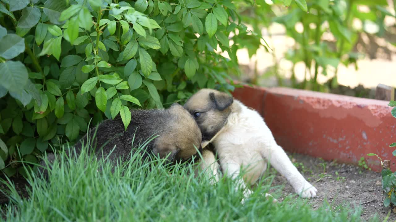 在一个阳光明媚的春天，两只纯种小牧羊犬小狗在草地上玩耍。视频素材