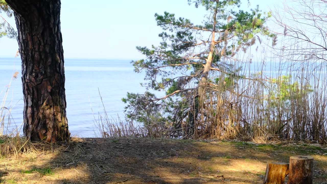 背着背包的女游客正在一个巨大的湖泊或河流岸边的森林中进行徒步旅行。在一个阳光明媚的春日，她走到池塘边，欣赏着风景。4 k,慢动作视频素材