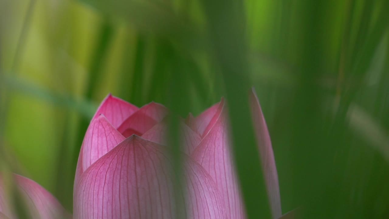 莲花视频素材