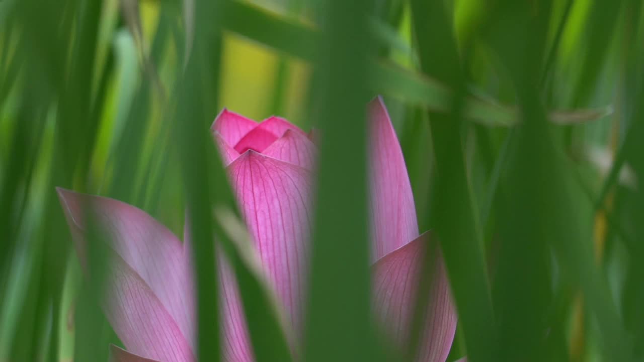 莲花视频素材