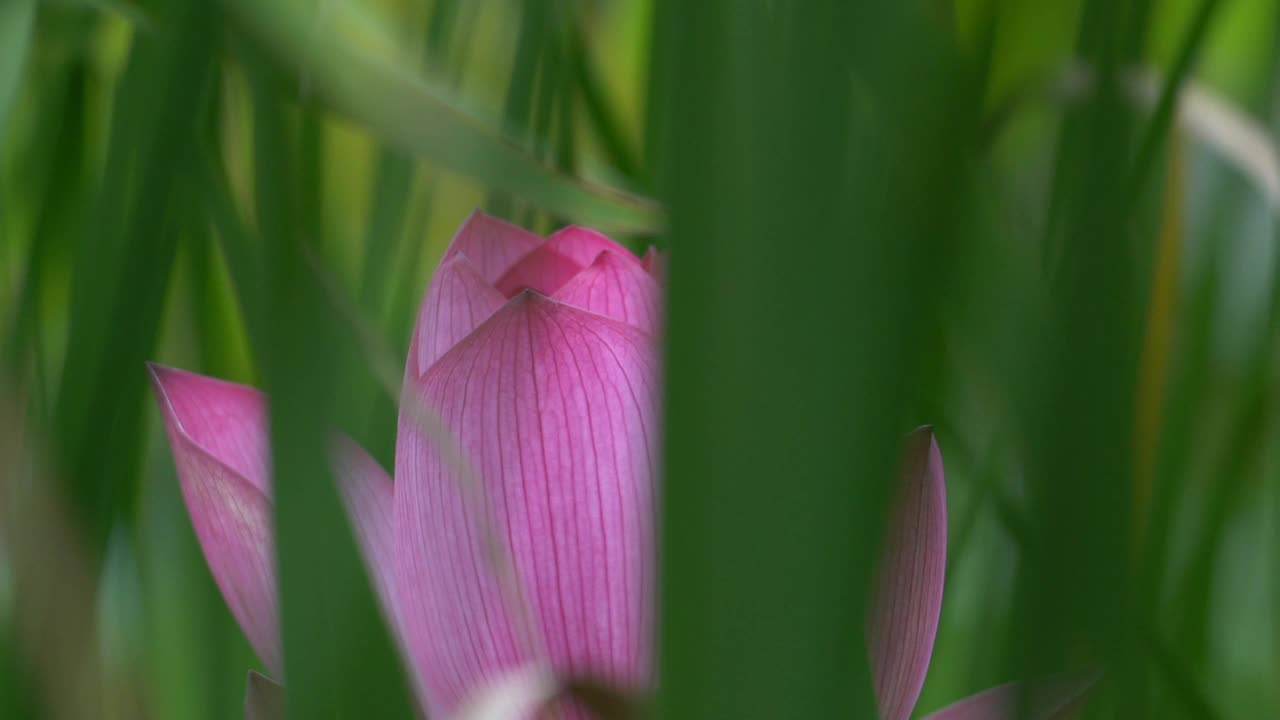 莲花视频素材