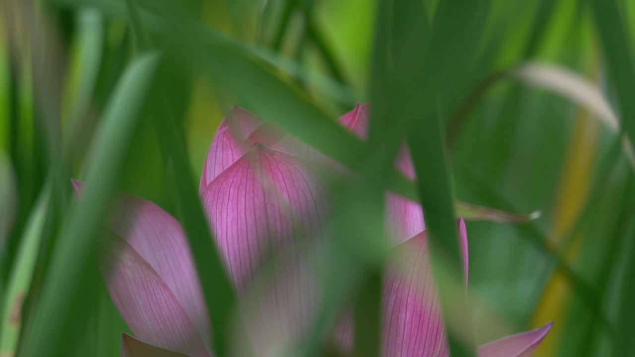 莲花视频素材