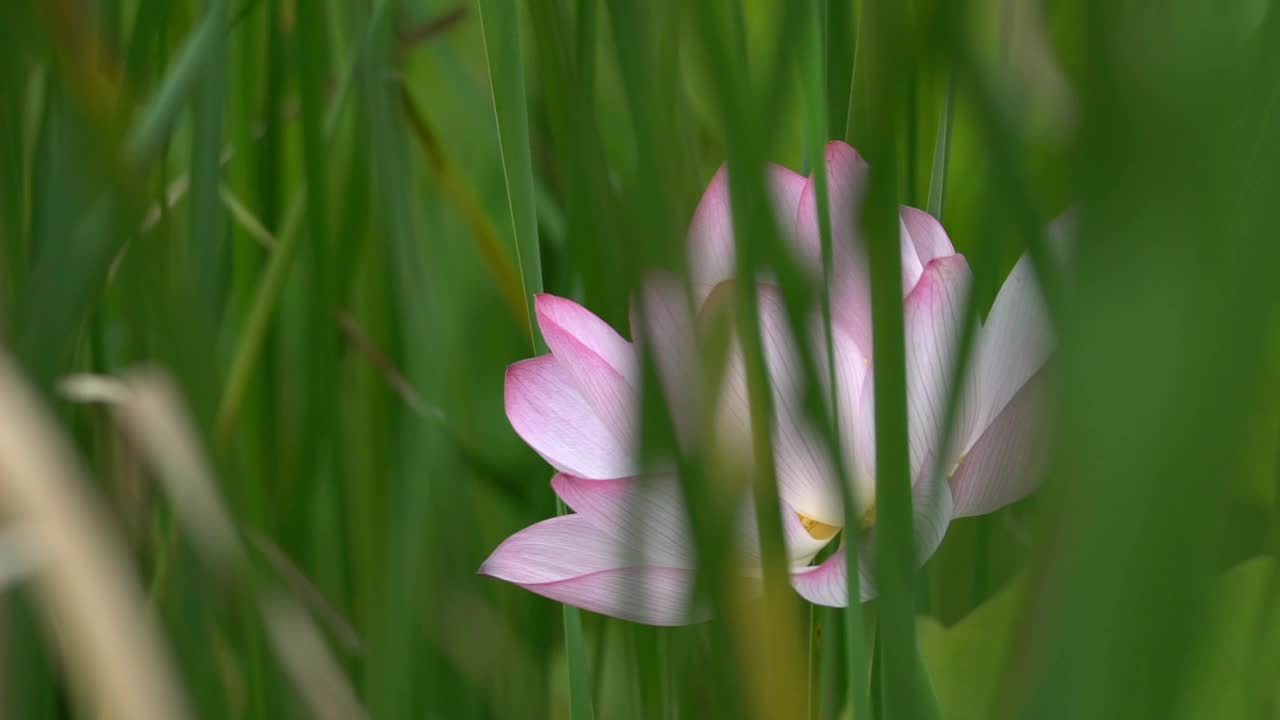 莲花视频素材