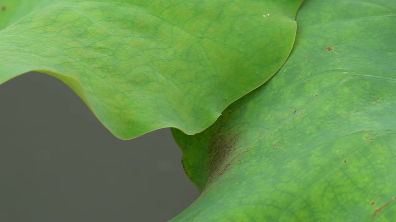 莲花视频素材