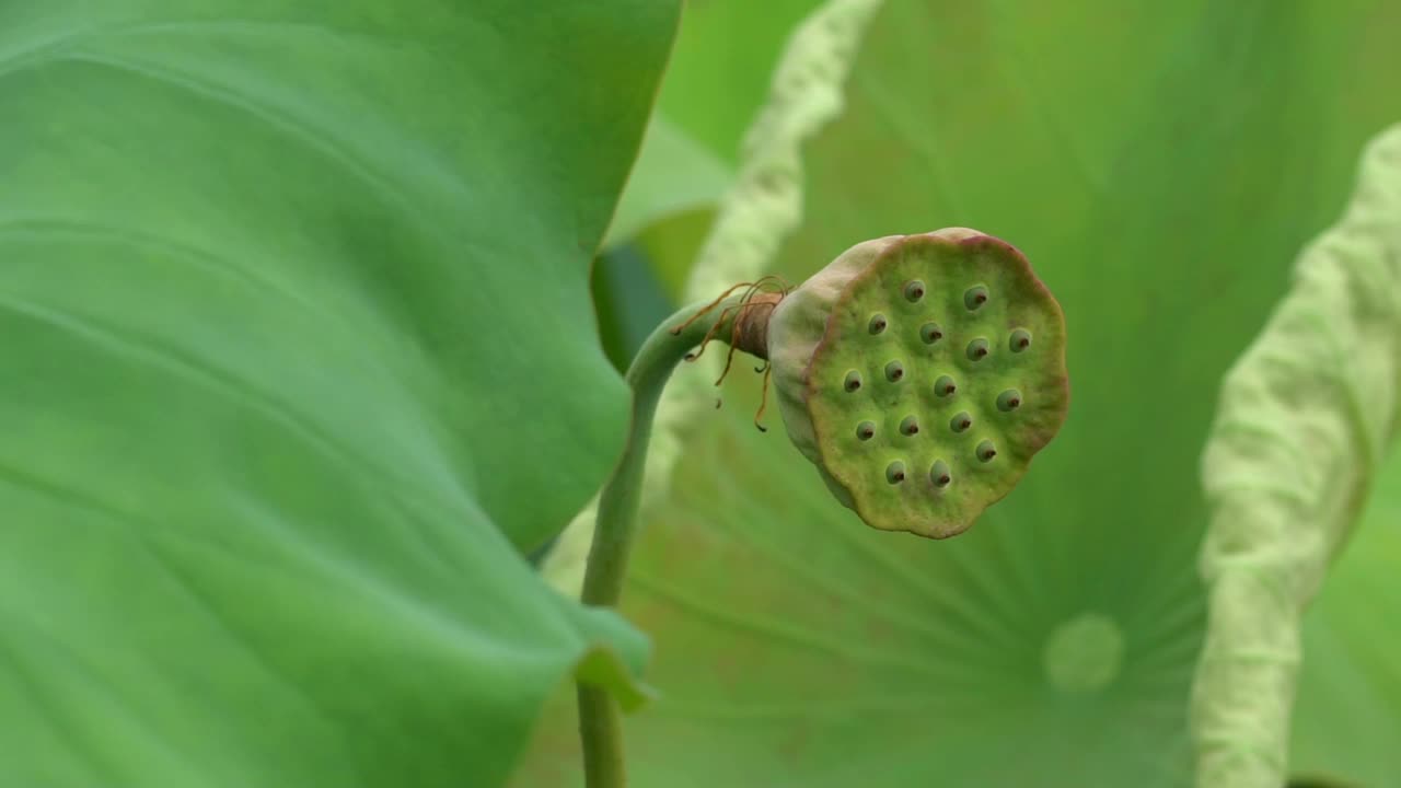 莲花视频素材