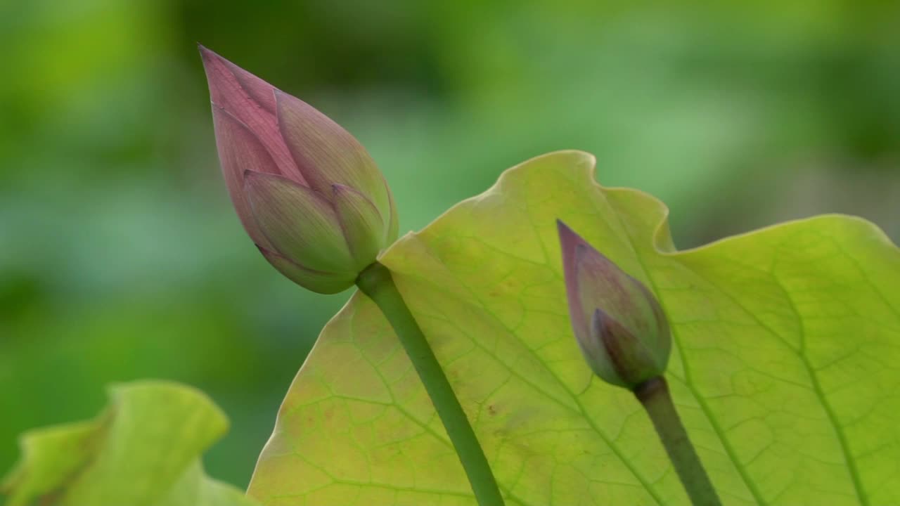 莲花视频素材