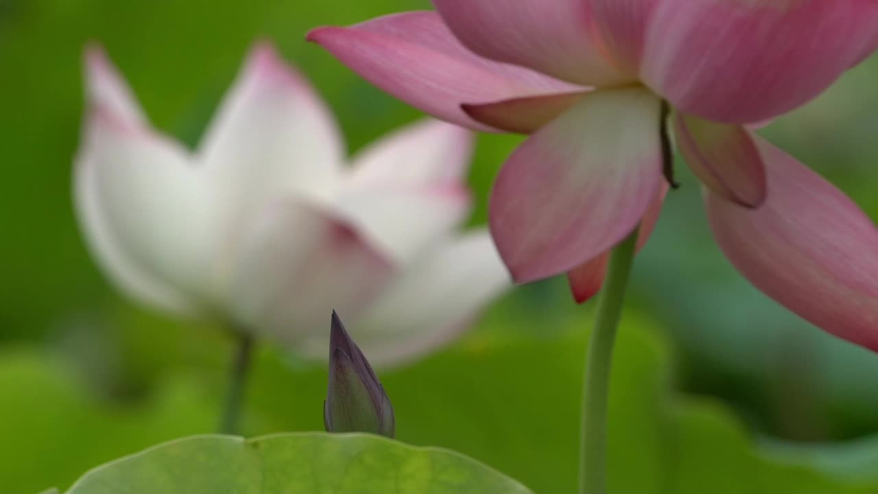 莲花视频素材