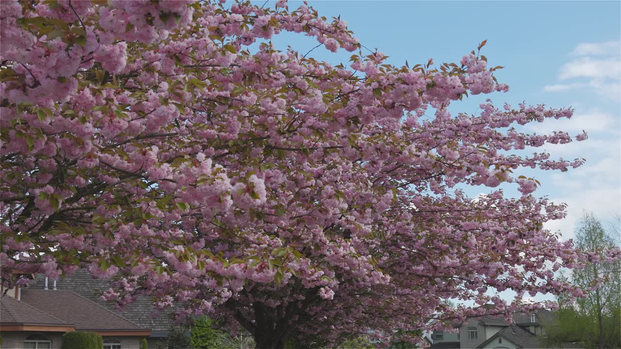 樱花盛开的郊区住宅区视频素材