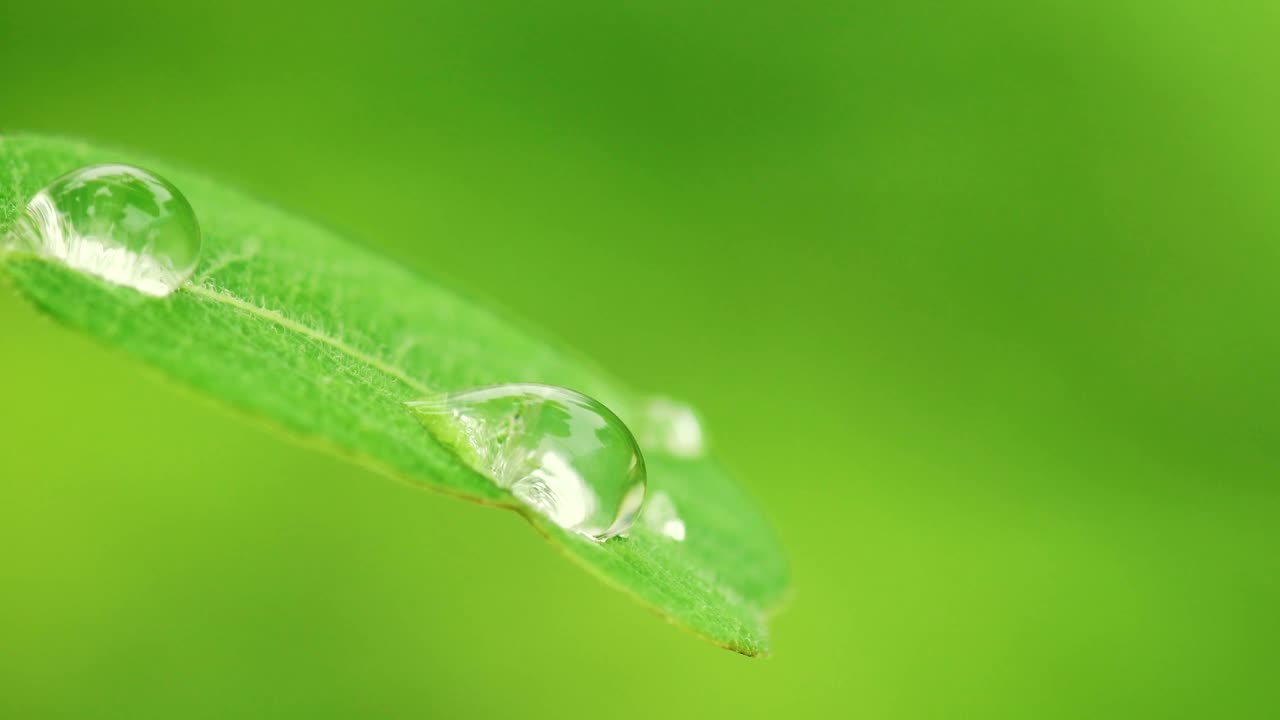 纯净大自然，水滴在绿叶上视频素材