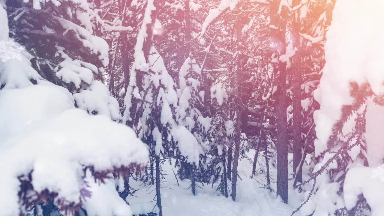 点的光对积雪覆盖的树在冬季景观视频素材