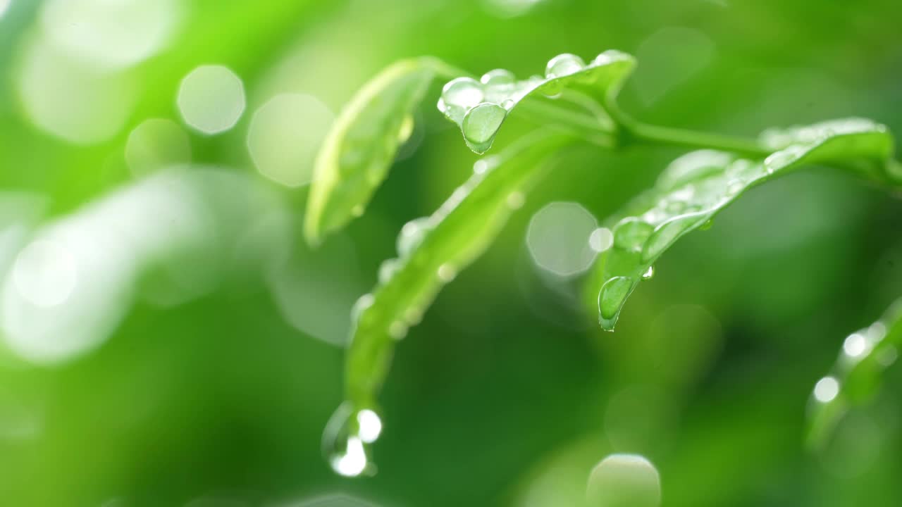 在模糊的绿色背景上，焦点转移到绿叶上的雨滴，在清晨的树叶上雨滴落下。视频素材