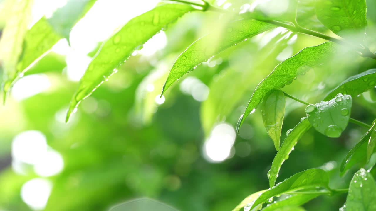 在模糊的绿色背景上，焦点转移到绿叶上的雨滴，在清晨的树叶上雨滴落下。视频素材