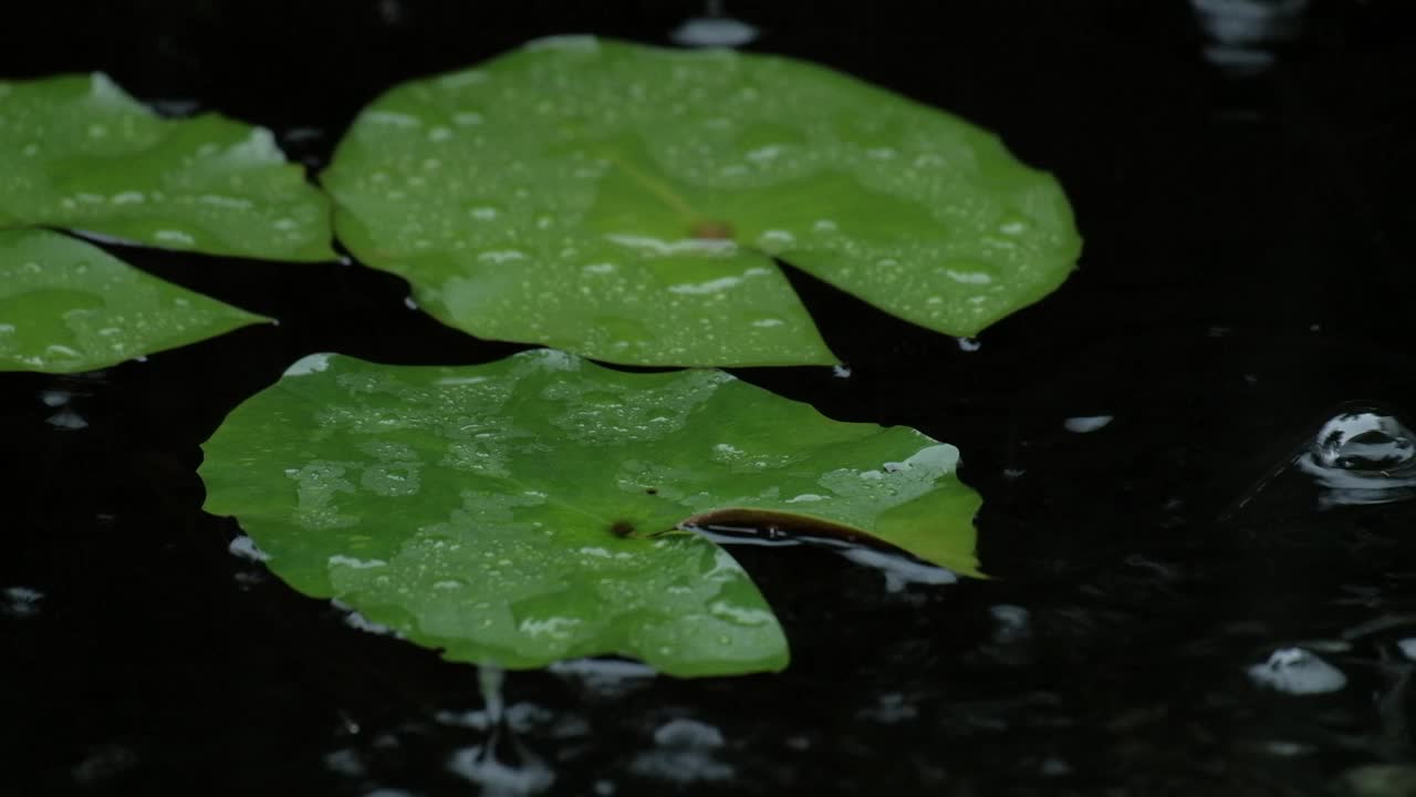 雨水落在池塘里睡莲的天然绿叶上。视频素材