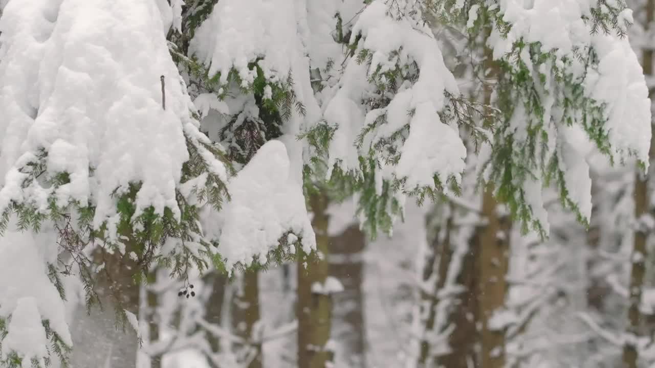 大雪从冷杉树枝上缓缓落下视频素材