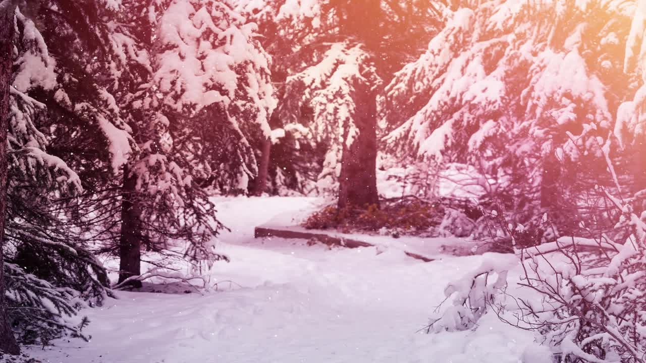 在冬天的景观上，在雪花飘落的多棵树上的光点视频素材