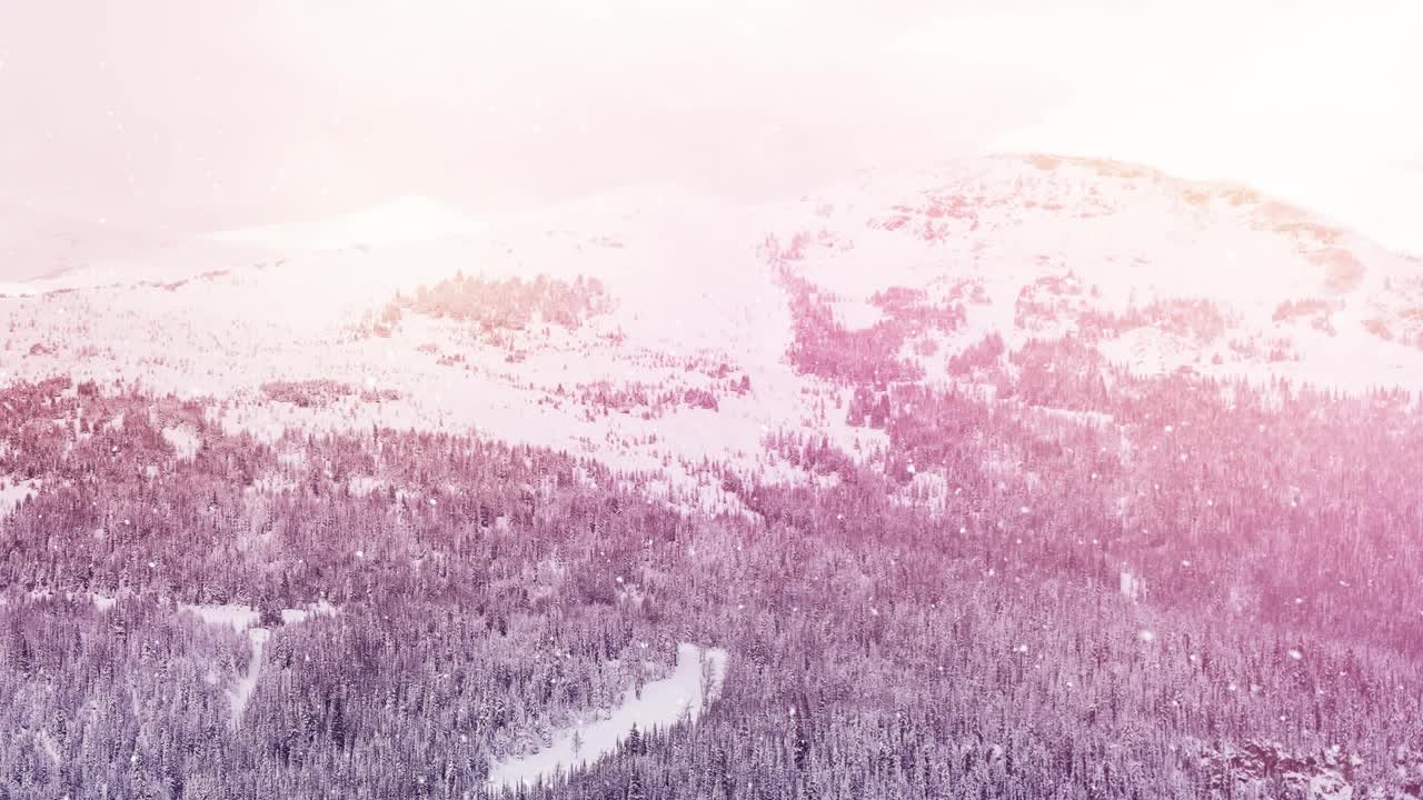 在冬天的景观上，在雪花飘落的多棵树上的光点视频素材