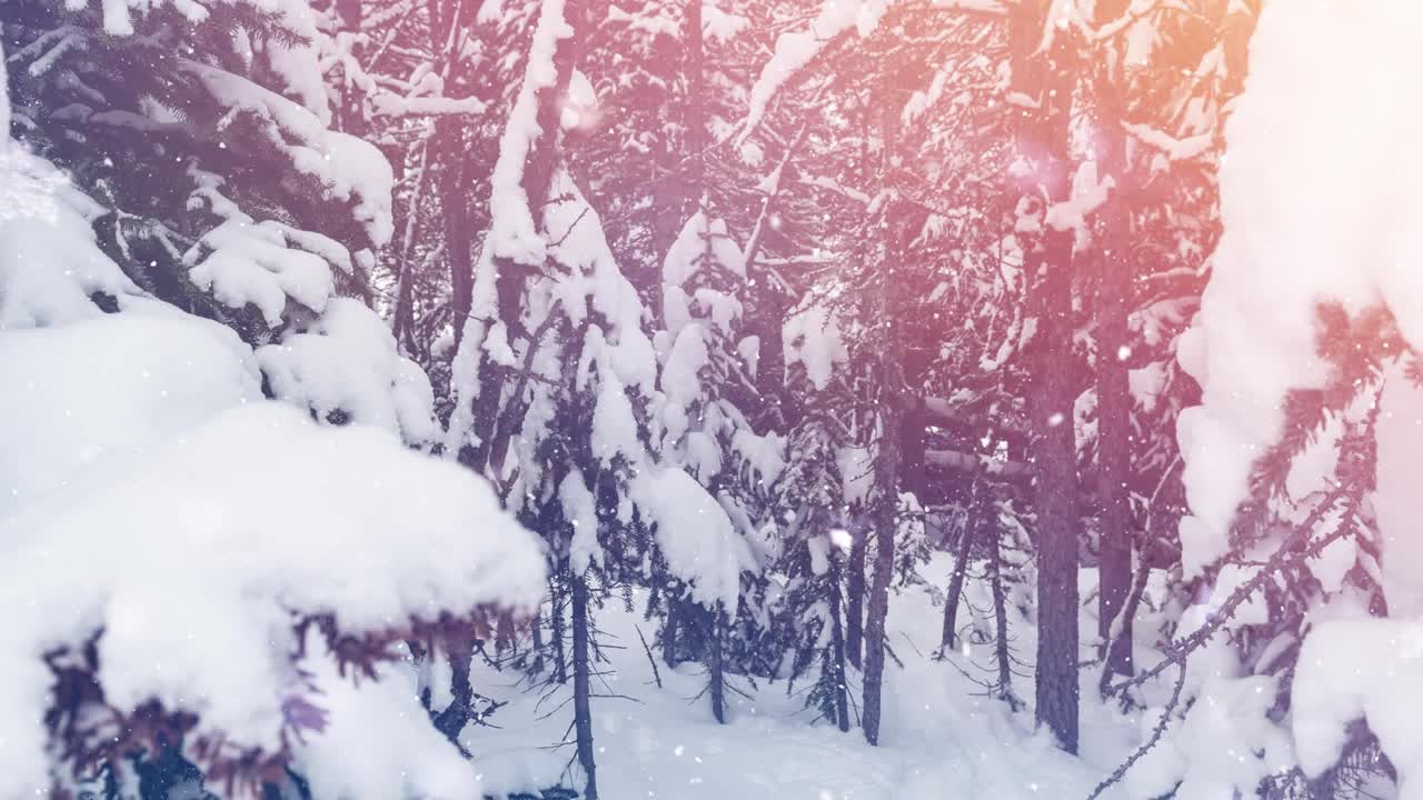 在冬天的景观上，在雪花飘落的多棵树上的光点视频素材