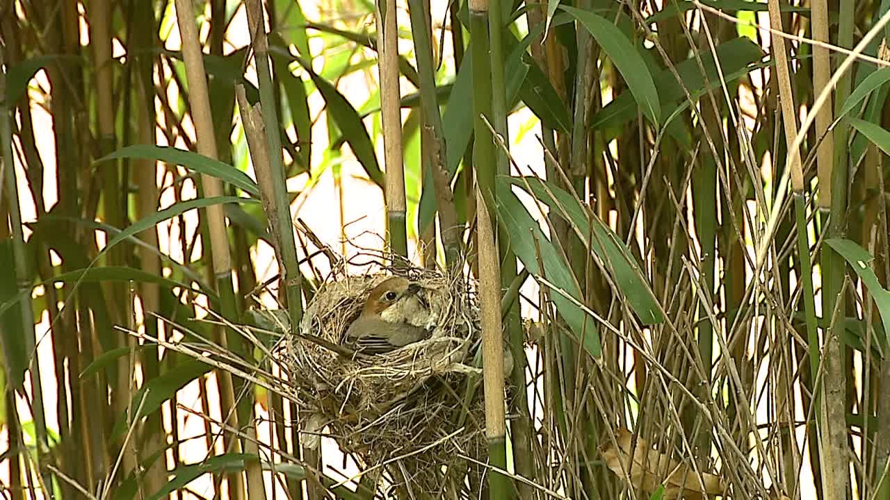 Woodchat伯劳鸟的视频素材