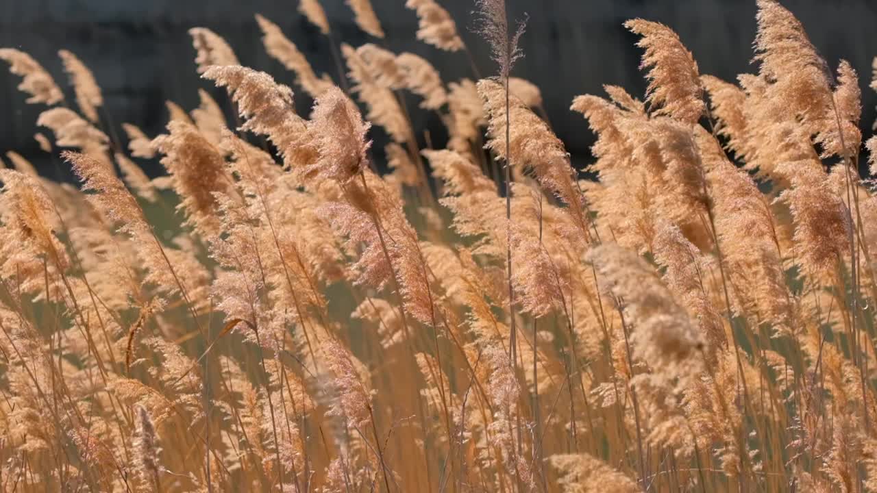 芦苇随风摇摆，动作很慢视频素材